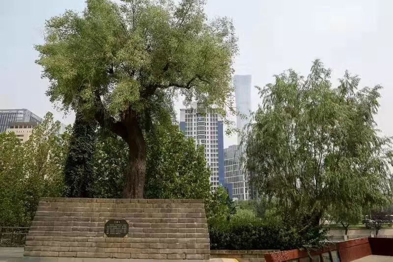 庆丰公园里的“活*物文**”文槐:将情怀刻在了骨子里