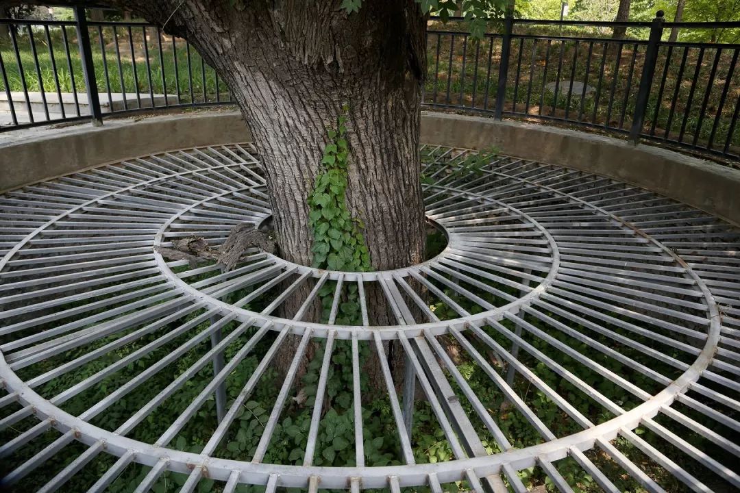 庆丰公园里的“活*物文**”文槐:将情怀刻在了骨子里