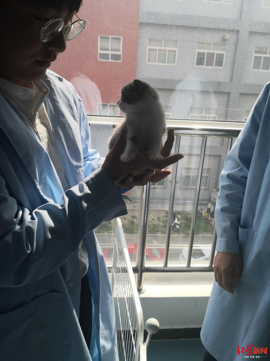 花万元克隆宠物猫狗,女子克隆宠物狗