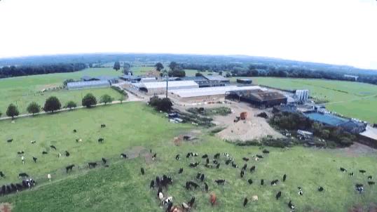 0化肥0农药0转基因0生长激素,丹麦皇室层层筛选的好牛奶