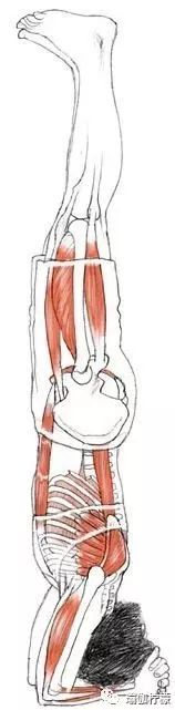 倒立如何稳定,倒立支撑的正确方法