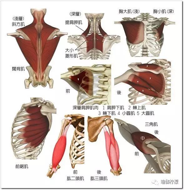 倒立如何稳定,倒立支撑的正确方法