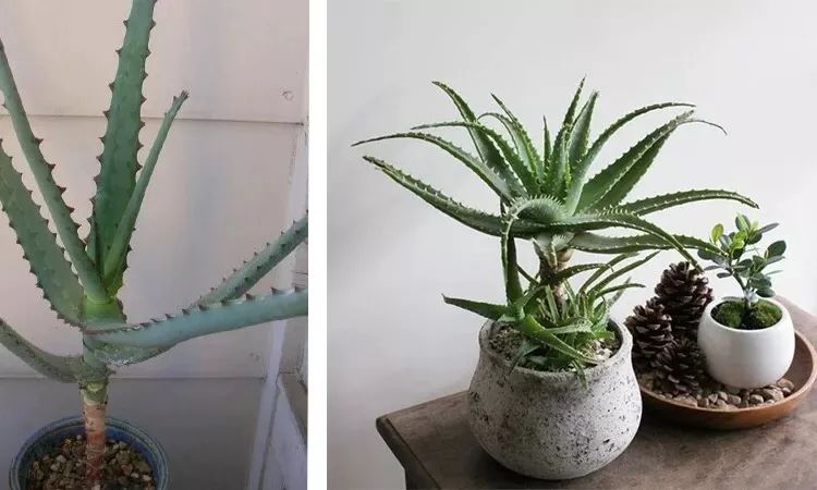 调节香氛浓度,调节味道