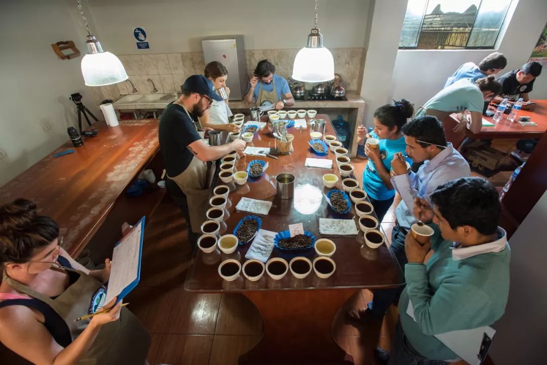 世界顶级猫屎咖啡 (世界最好吃的猫屎咖啡)