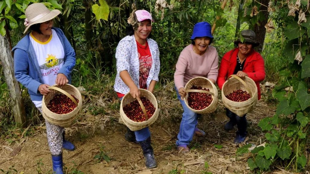 世界顶级猫屎咖啡 (世界最好吃的猫屎咖啡)