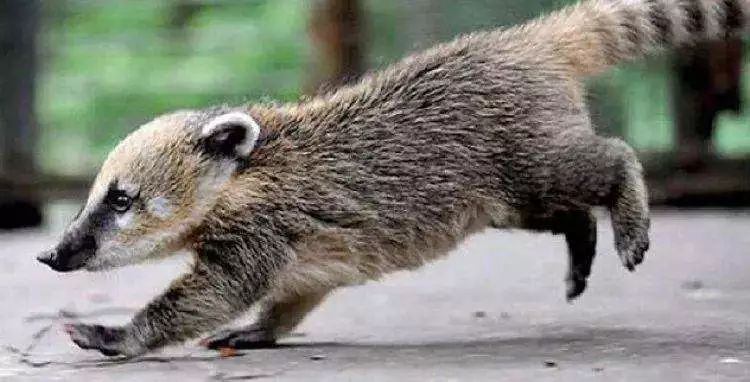 世界顶级猫屎咖啡 (世界最好吃的猫屎咖啡)