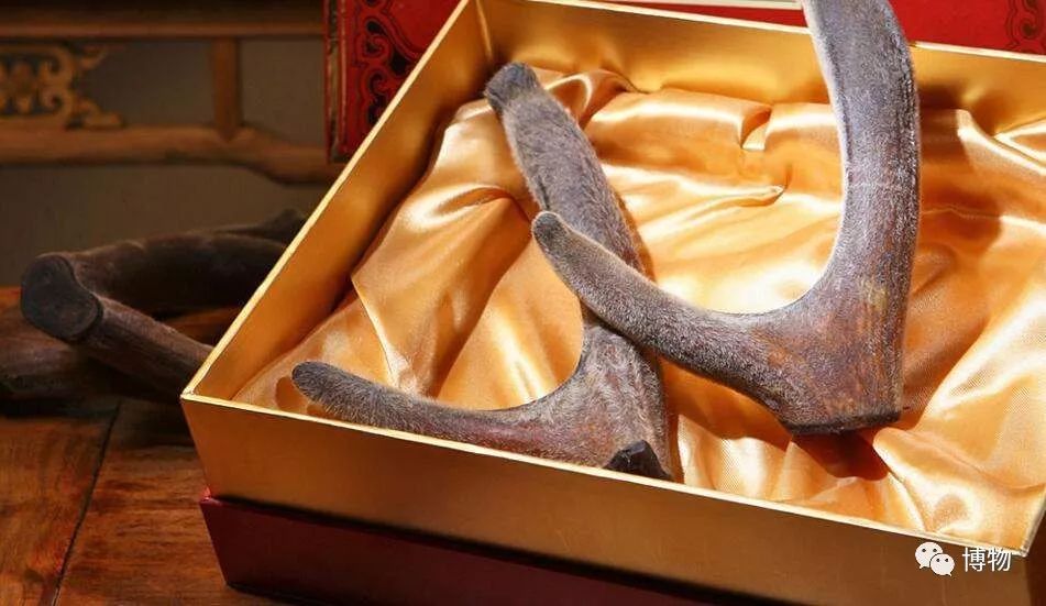 鹿角没有脱落之前有什么反应呢,鹿角自然脱落有血要处理吗