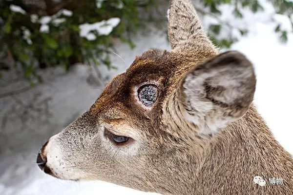 鹿角没有脱落之前有什么反应呢,鹿角自然脱落有血要处理吗