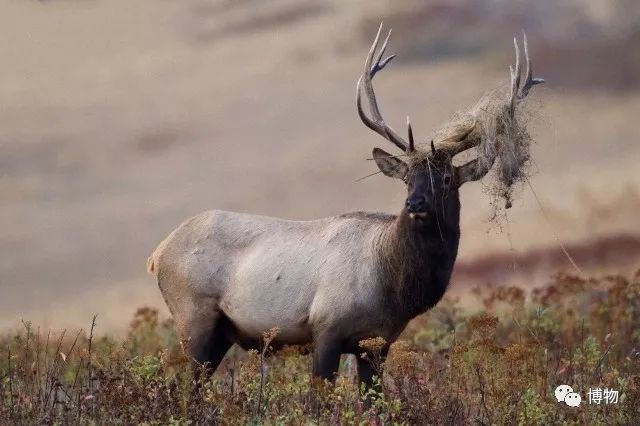 鹿角没有脱落之前有什么反应呢,鹿角自然脱落有血要处理吗