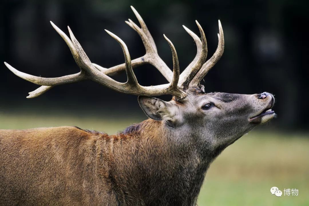 鹿角没有脱落之前有什么反应呢,鹿角自然脱落有血要处理吗