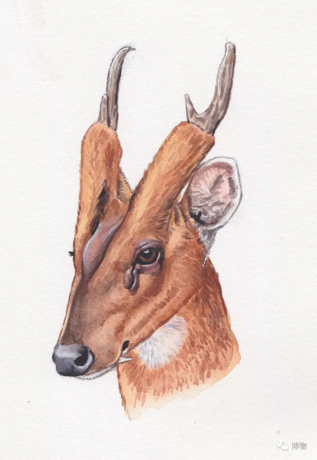 鹿角没有脱落之前有什么反应呢,鹿角自然脱落有血要处理吗