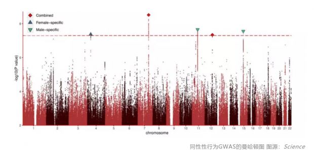 “同性恋基因”是否存在？50万人新研究给出回答