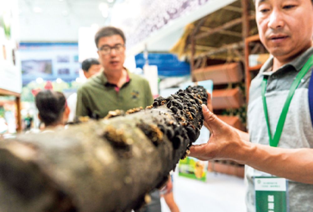瞭望丨习*平近**总书记“林区三问”的伊春答卷