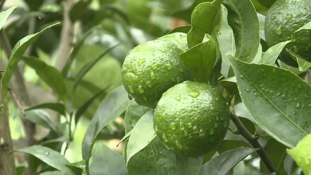 持续发力帮扶工作提升脱贫成效,精准帮扶施策助力脱贫攻坚