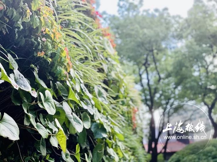 TA藏在静安，可能是市中心最袖珍公园，重温老上海的儿时记忆