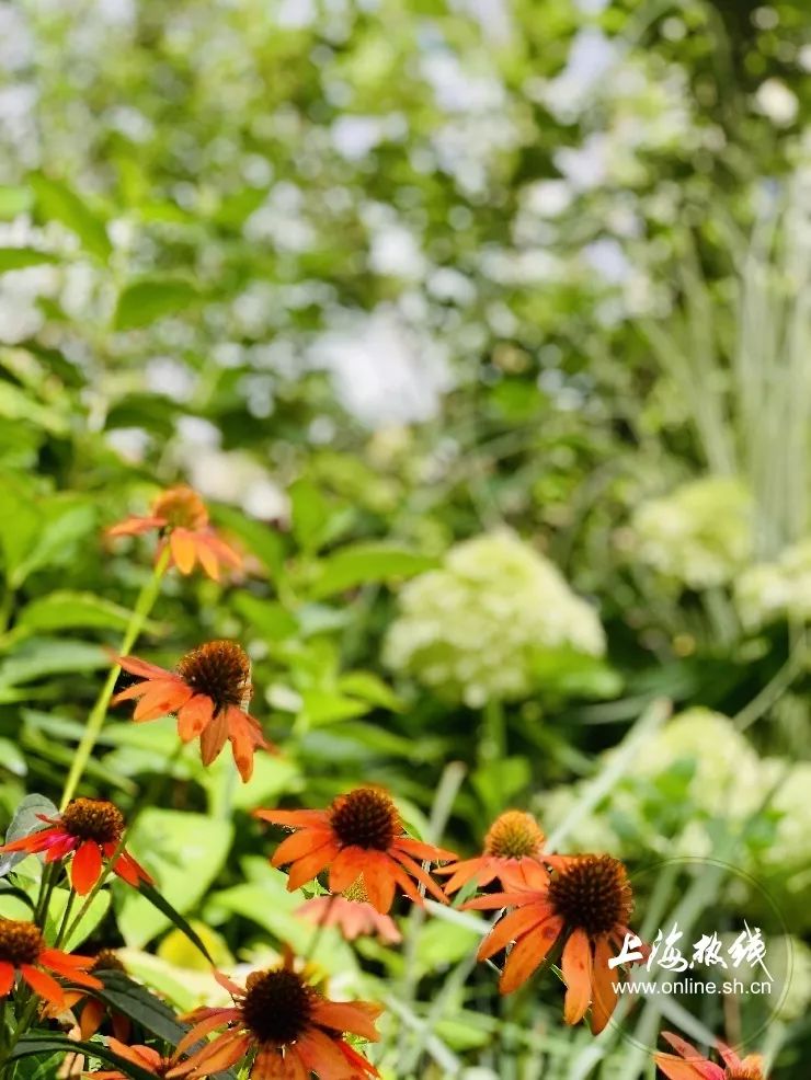 TA藏在静安，可能是市中心最袖珍公园，重温老上海的儿时记忆