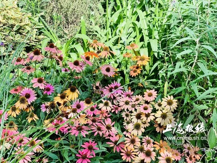 TA藏在静安，可能是市中心最袖珍公园，重温老上海的儿时记忆