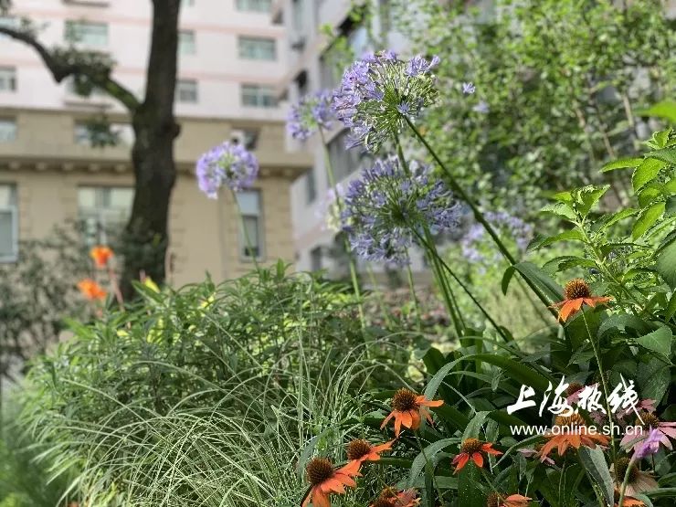 TA藏在静安，可能是市中心最袖珍公园，重温老上海的儿时记忆