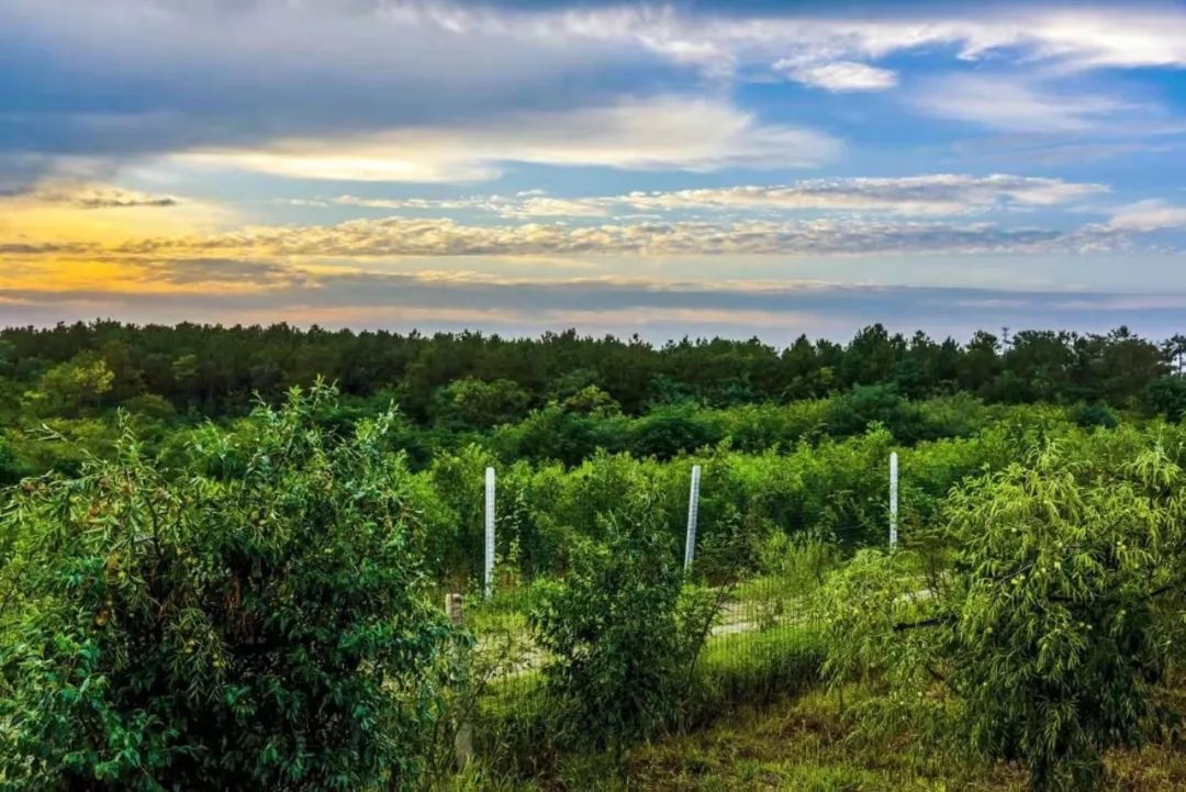 脆甜现摘青枣附近地方 (明光三界金秋摘枣好去处)