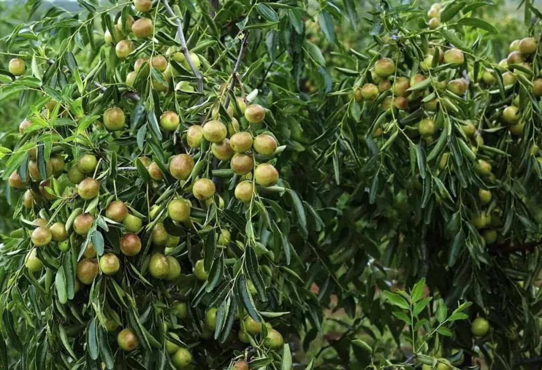 脆甜现摘青枣附近地方 (明光三界金秋摘枣好去处)