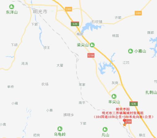 脆甜现摘青枣附近地方 (明光三界金秋摘枣好去处)