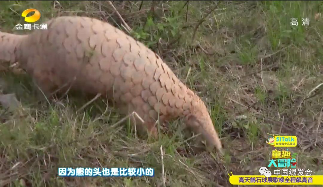 湖南卫视金鹰卡通频道播出绿会广东穿山甲救护康复野化训练工作