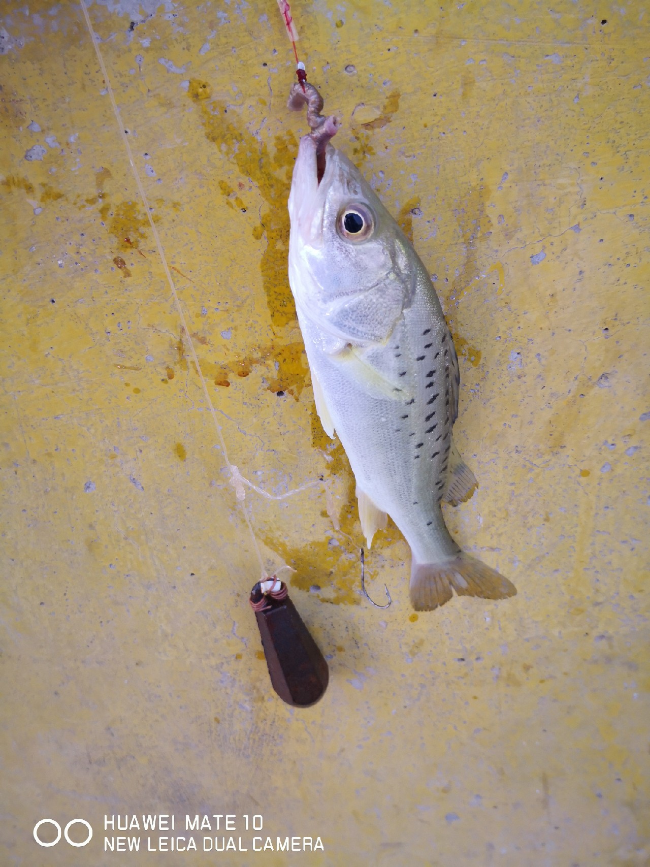 秋风起鲈鱼肥,秋风起虾蟹肥