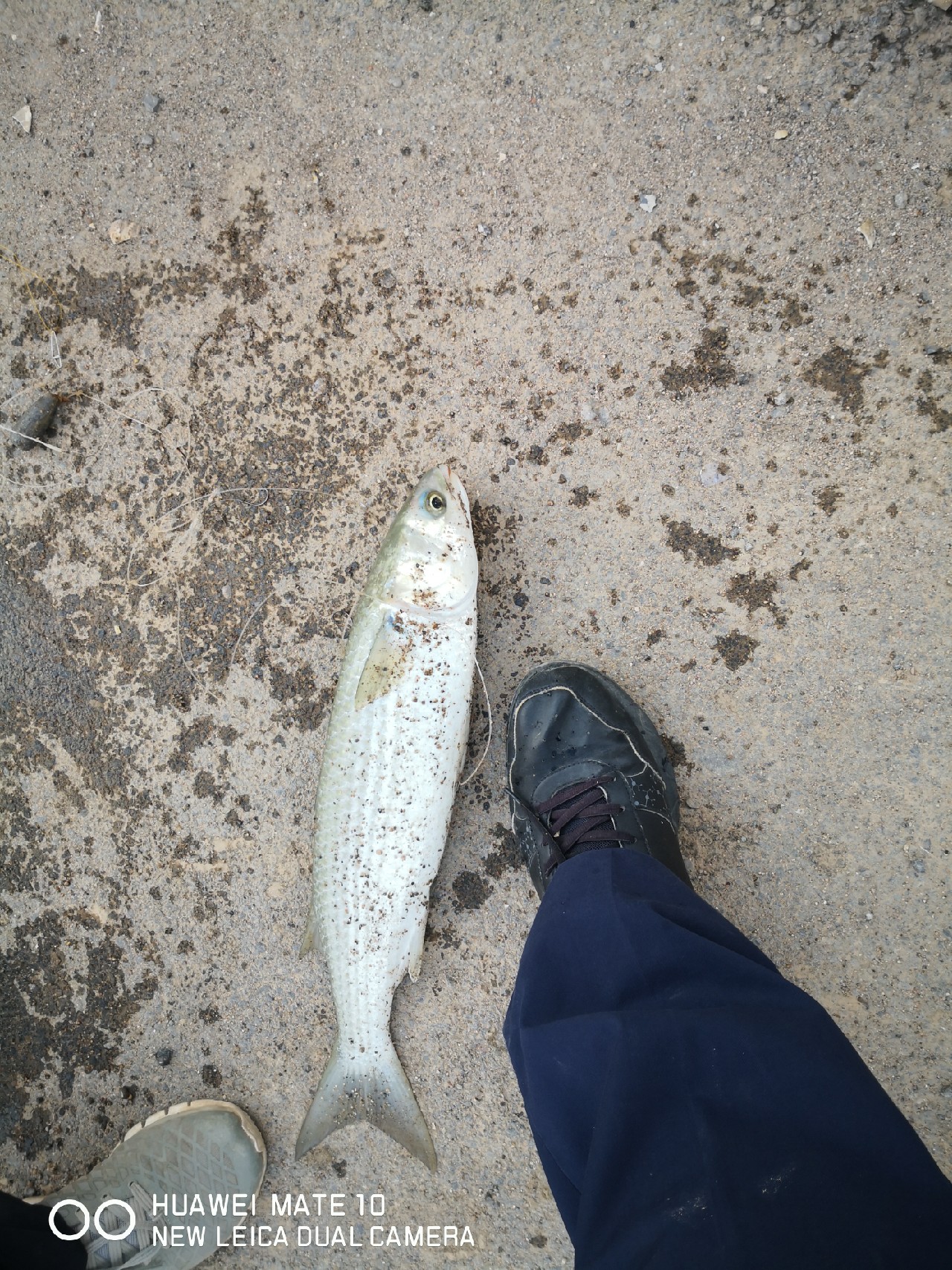 秋风起鲈鱼肥,秋风起虾蟹肥