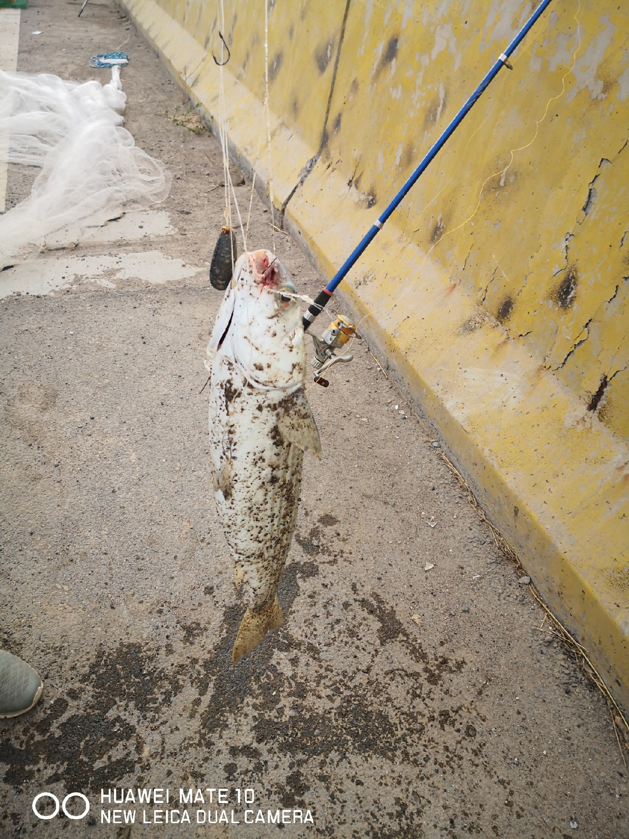 秋风起鲈鱼肥,秋风起虾蟹肥