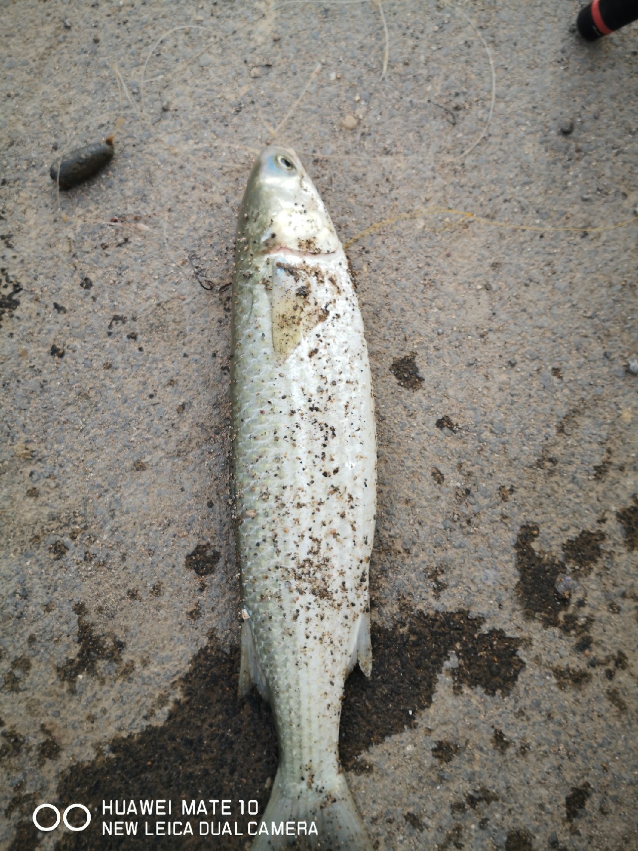 秋风起鲈鱼肥,秋风起虾蟹肥