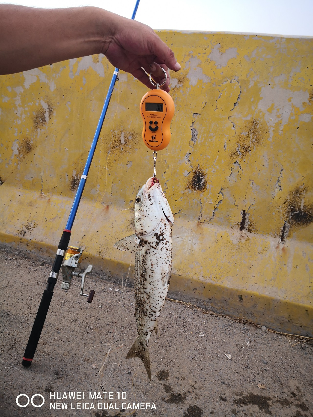 秋风起鲈鱼肥,秋风起虾蟹肥