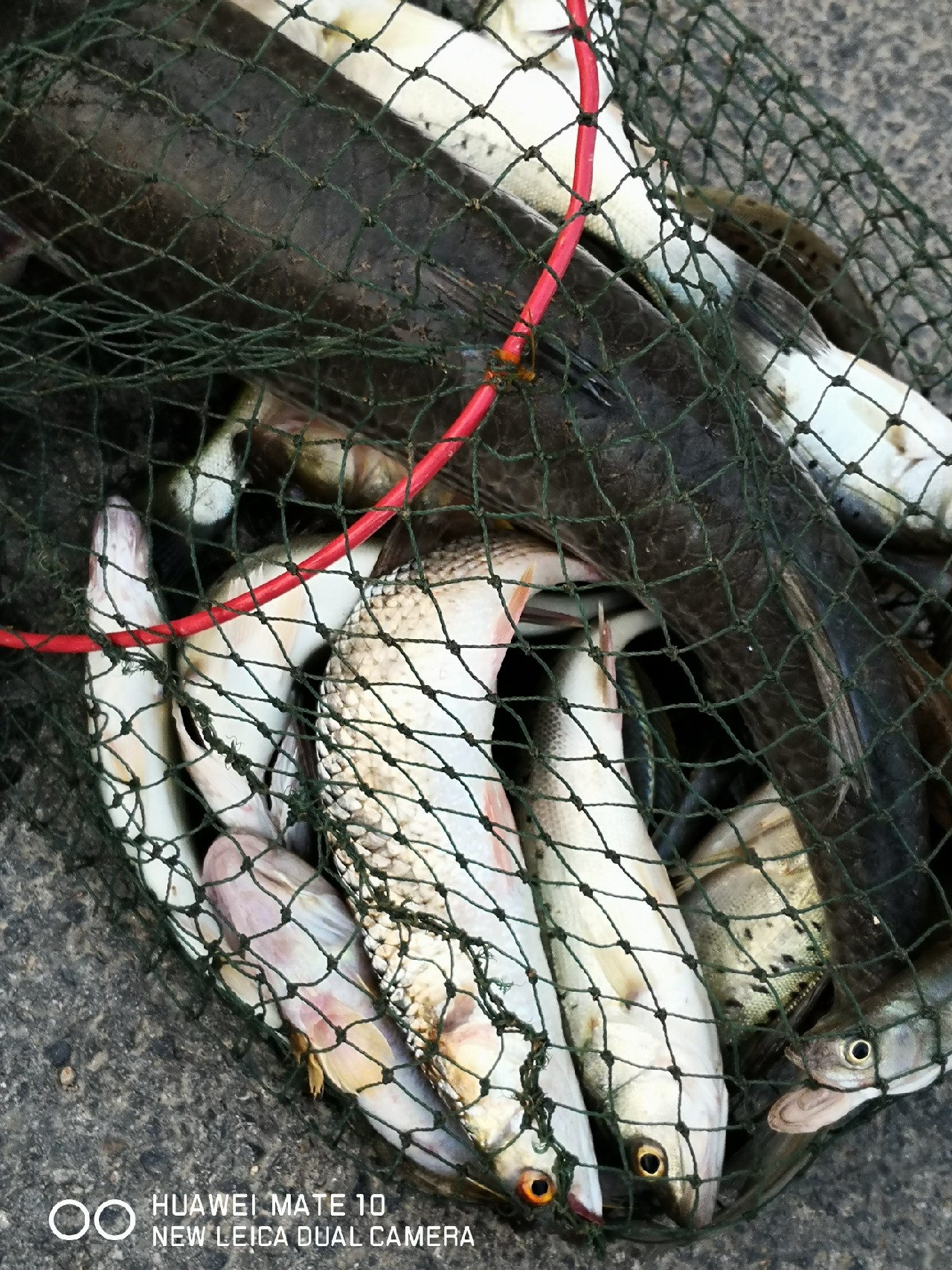 秋风起鲈鱼肥,秋风起虾蟹肥