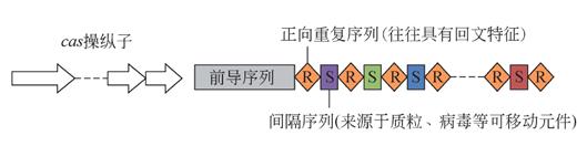 基因编辑crispr-cas9最新成果,crispr基因编辑技术发展史