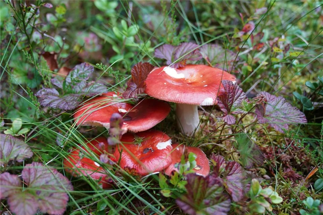 挪威缩影是个旅游团吗,不同人眼中的挪威