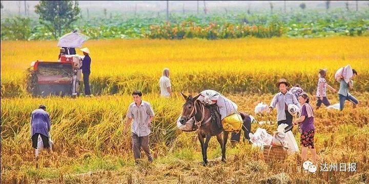看乡村蝶变揽通川美景,惊艳的田野风光