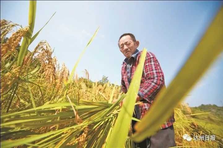 看乡村蝶变揽通川美景,惊艳的田野风光