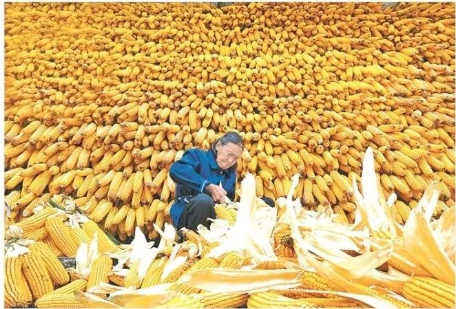 看乡村蝶变揽通川美景,惊艳的田野风光