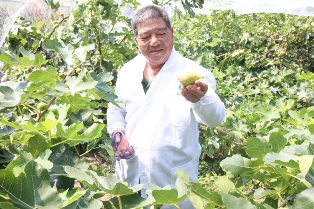 崇明糯米寿桃,崇明美味已上市快来尝鲜