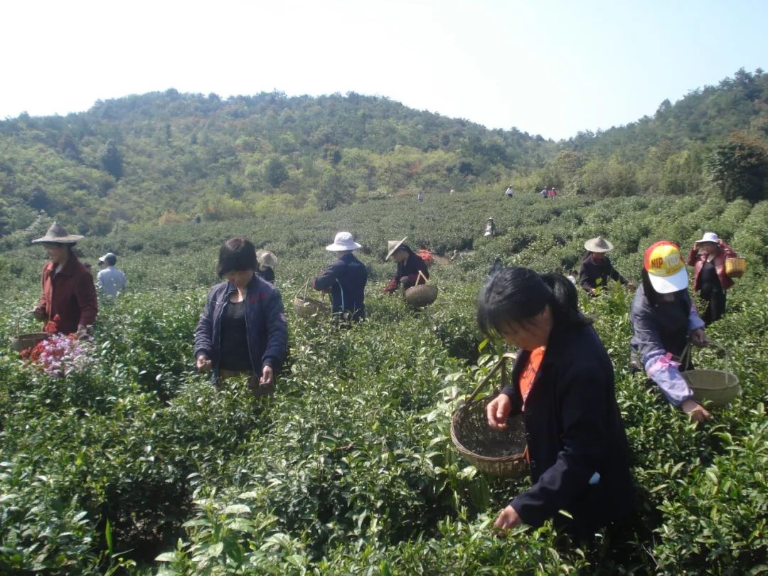 【庆祝中华人民共和国成立70周年】铅山有个“茶窝”叫平阳