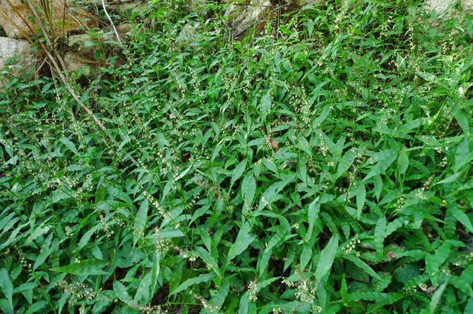 科普植物篇,科普遮阴植物