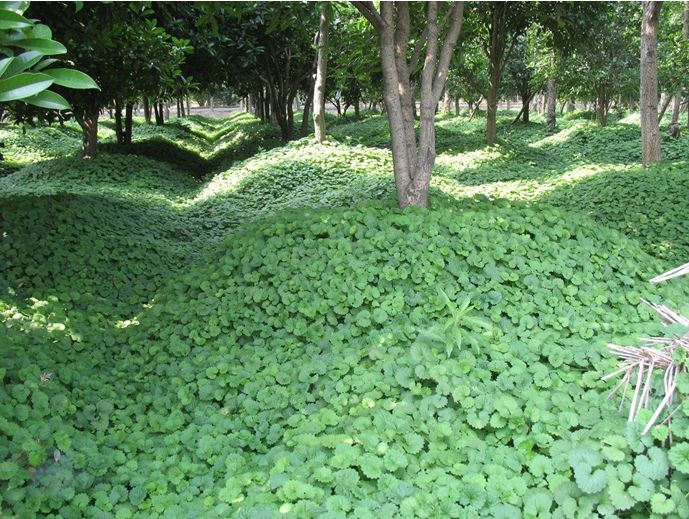 科普植物篇,科普遮阴植物