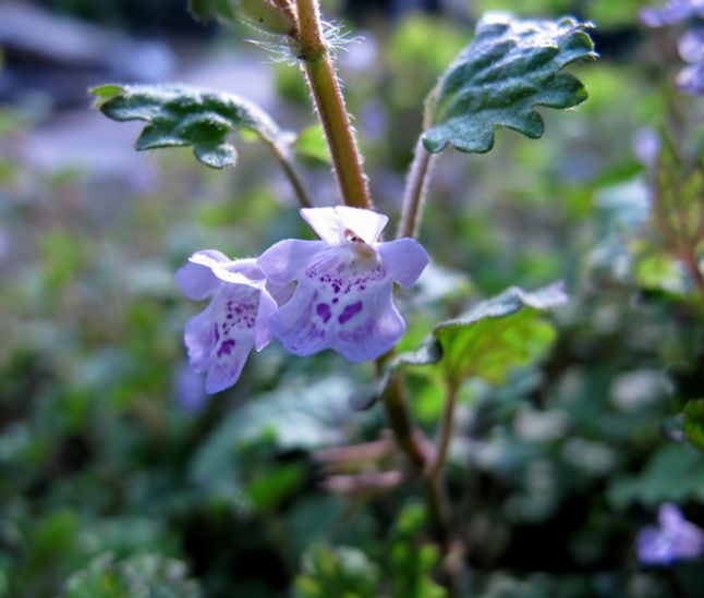 科普植物篇,科普遮阴植物