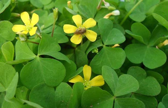 科普植物篇,科普遮阴植物