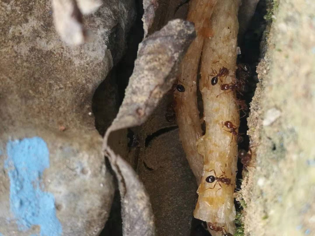 警惕！博白一男子被红火蚁咬了一口，全身浮肿险休克