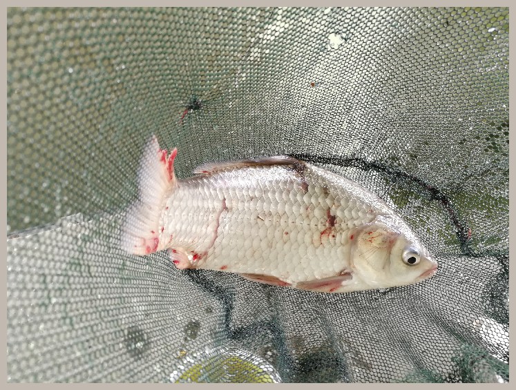 结伴同行首钓新城市高温也丰收