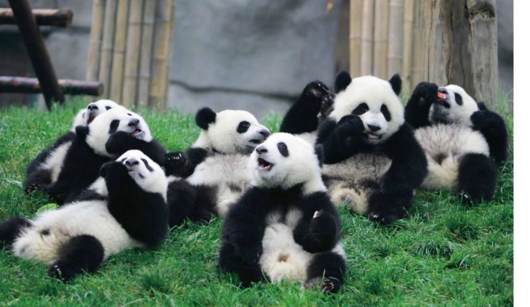 来成都玩的景点,来成都公园逛逛