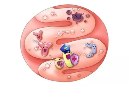 益生菌的作用和利弊,益生菌的利和弊