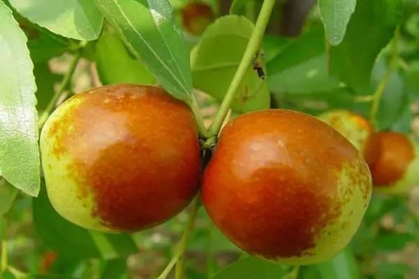 你心目中的乳山是什么样子的?