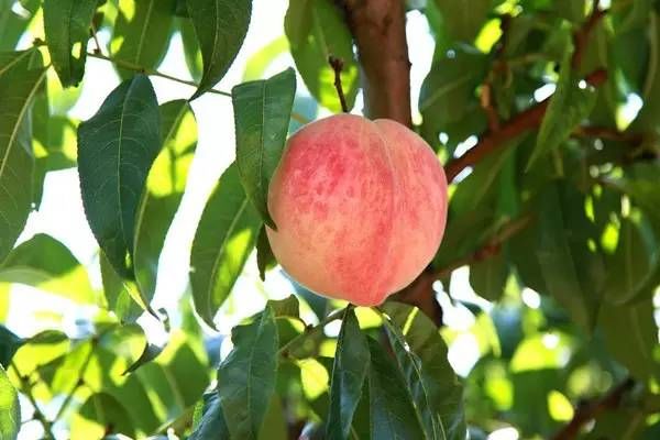 你心目中的乳山是什么样子的?