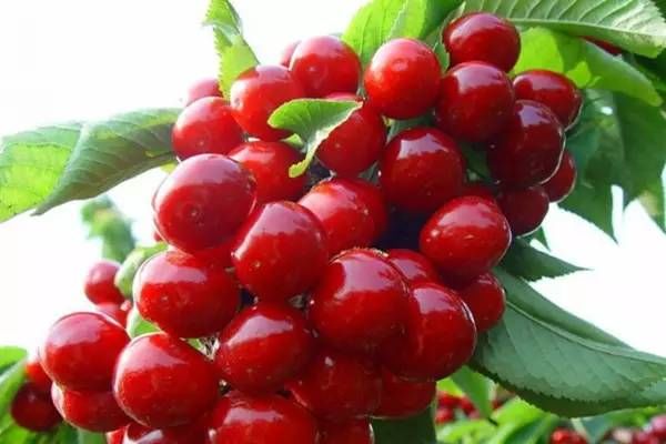 你心目中的乳山是什么样子的?